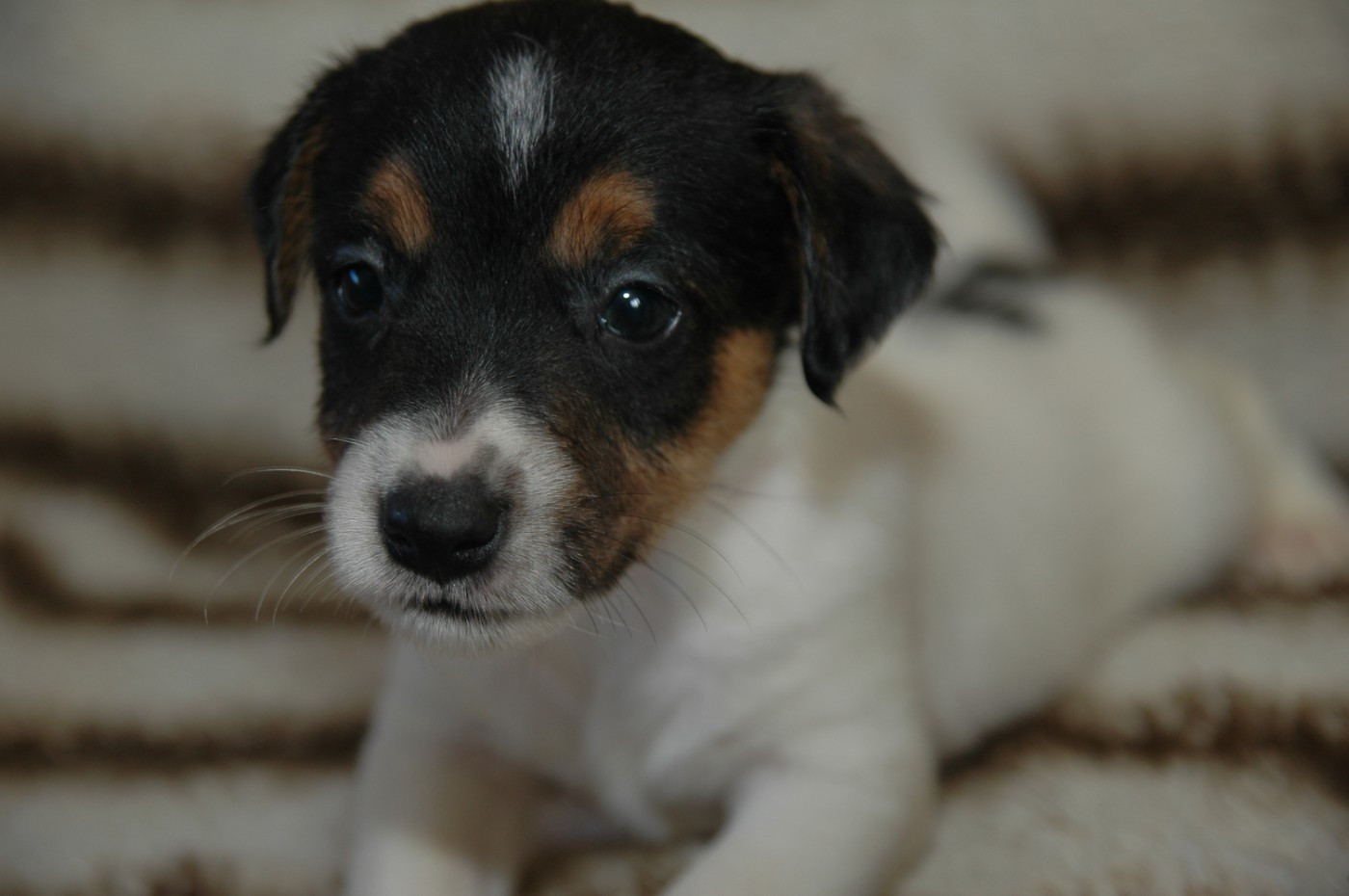 de la pinkinerie - Chiots disponibles - Jack Russell Terrier