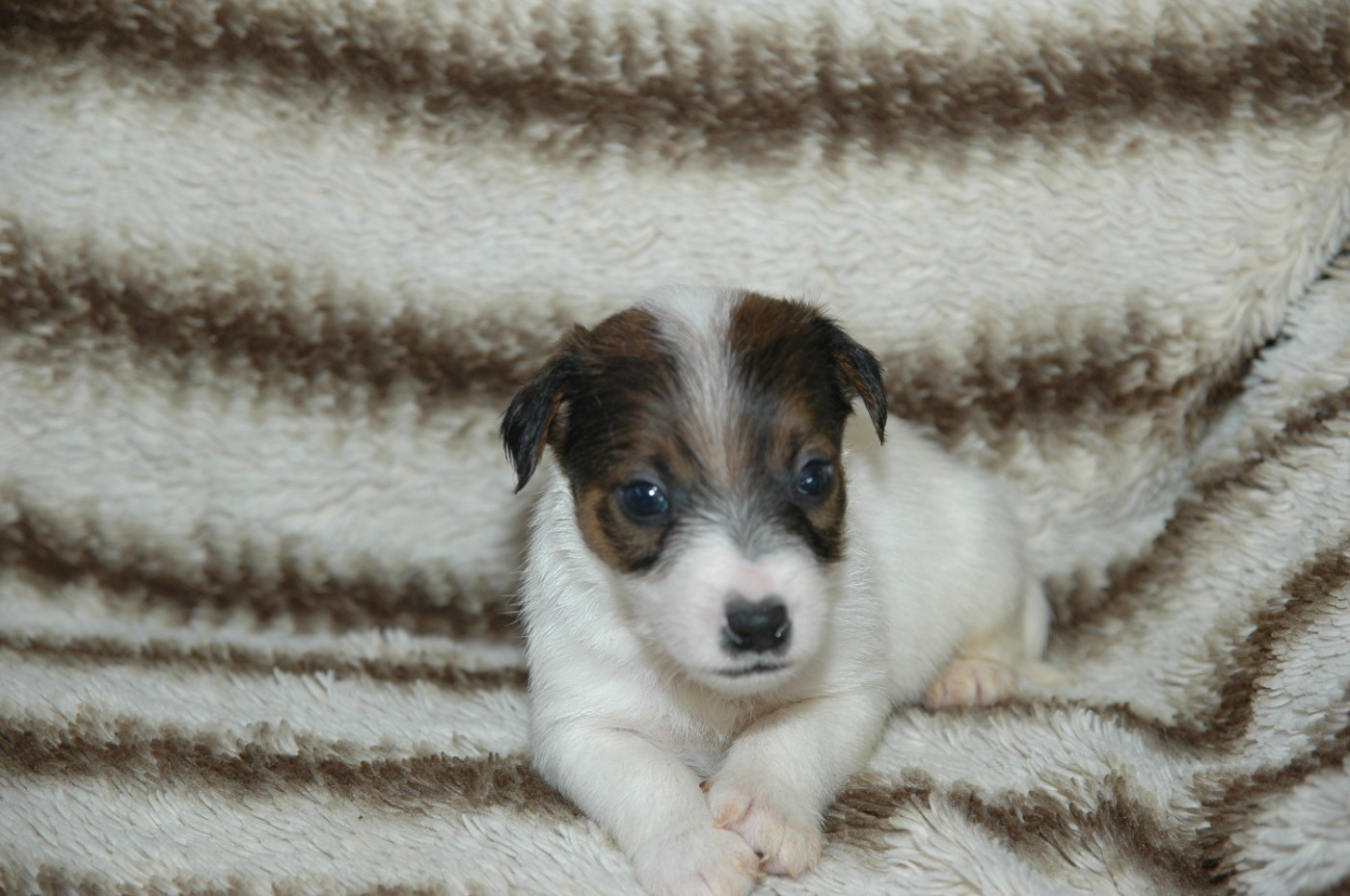de la pinkinerie - Chiots disponibles - Jack Russell Terrier