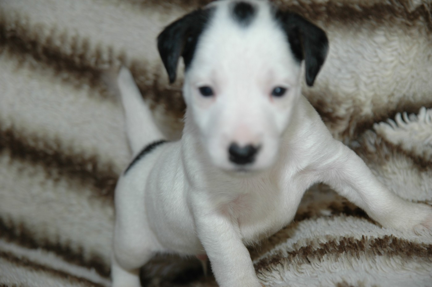 de la pinkinerie - Chiots disponibles - Jack Russell Terrier