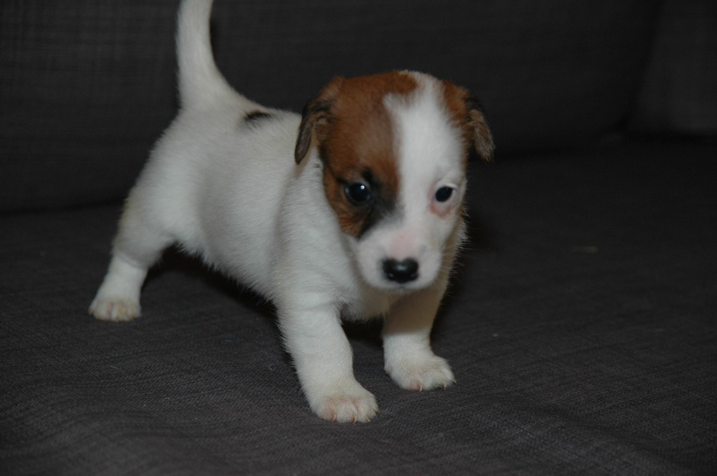 de la pinkinerie - Chiots disponibles - Jack Russell Terrier
