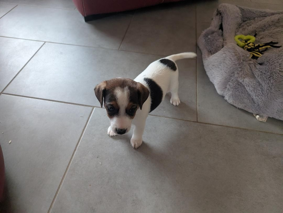 de la pinkinerie - Chiots disponibles - Jack Russell Terrier