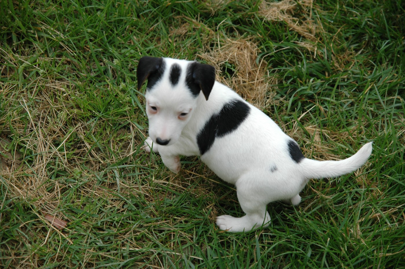 de la pinkinerie - Chiots disponibles - Jack Russell Terrier