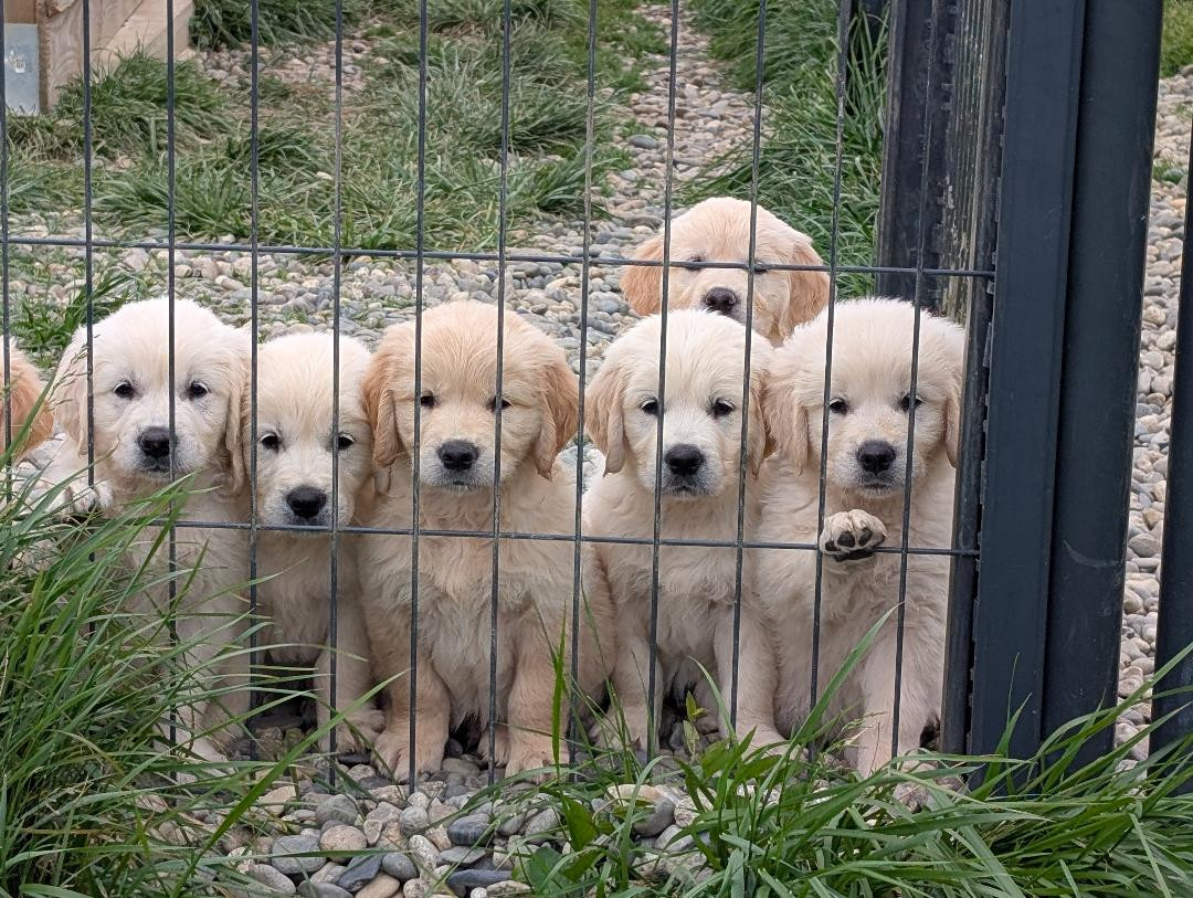 Chiot Golden Retriever de la pinkinerie