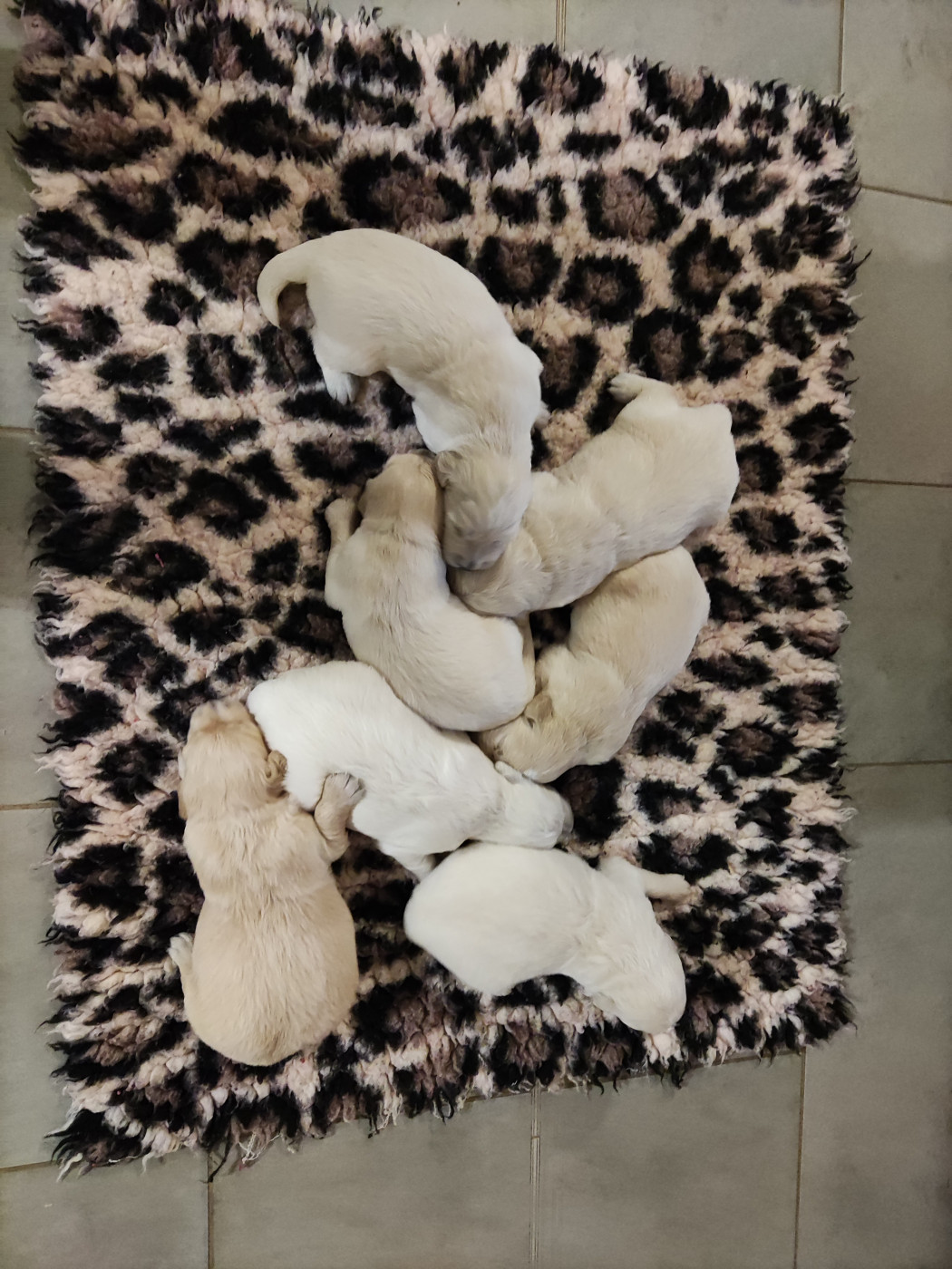 de la pinkinerie - Chiots disponibles - Golden Retriever