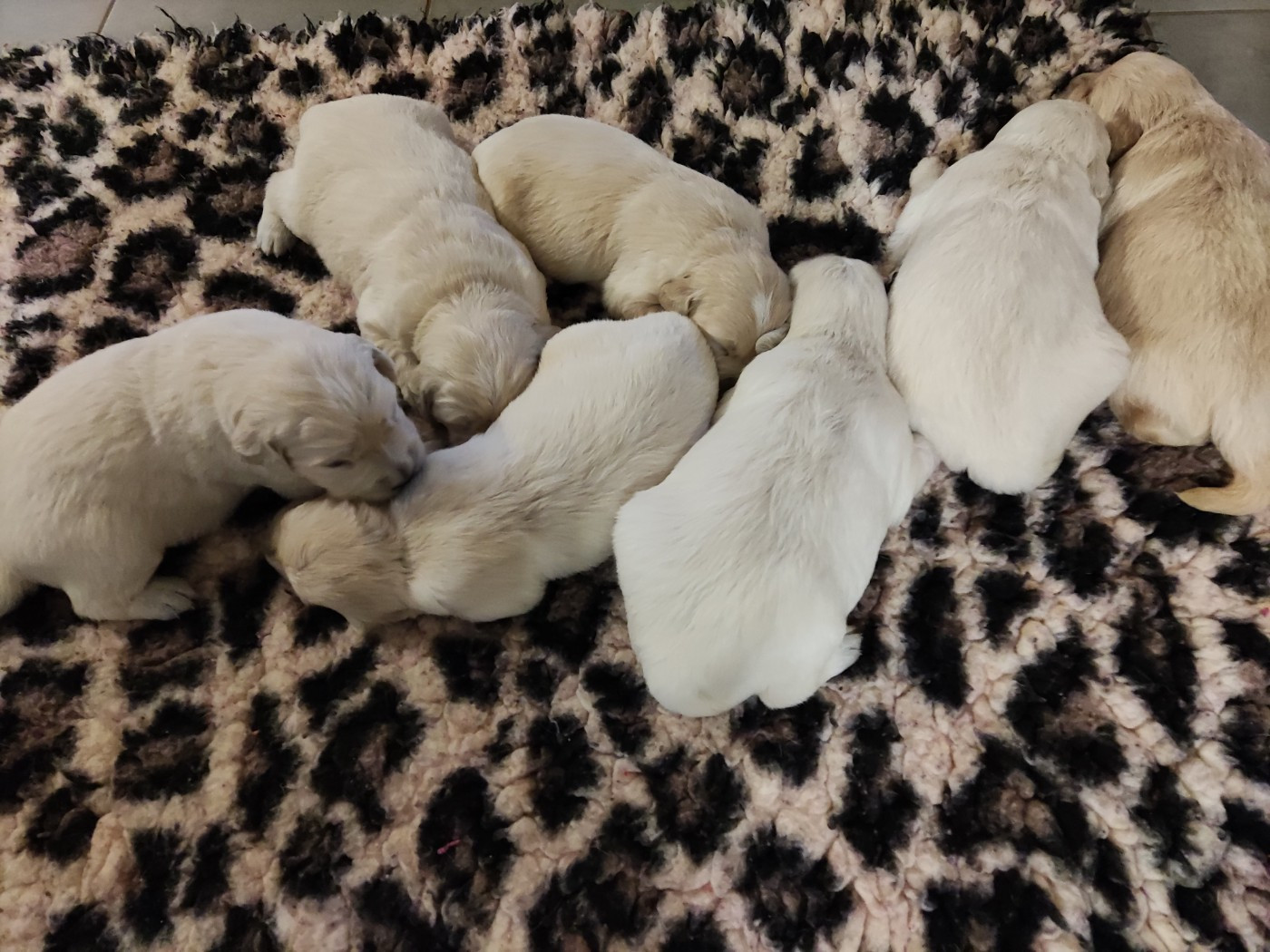 de la pinkinerie - Chiots disponibles - Golden Retriever