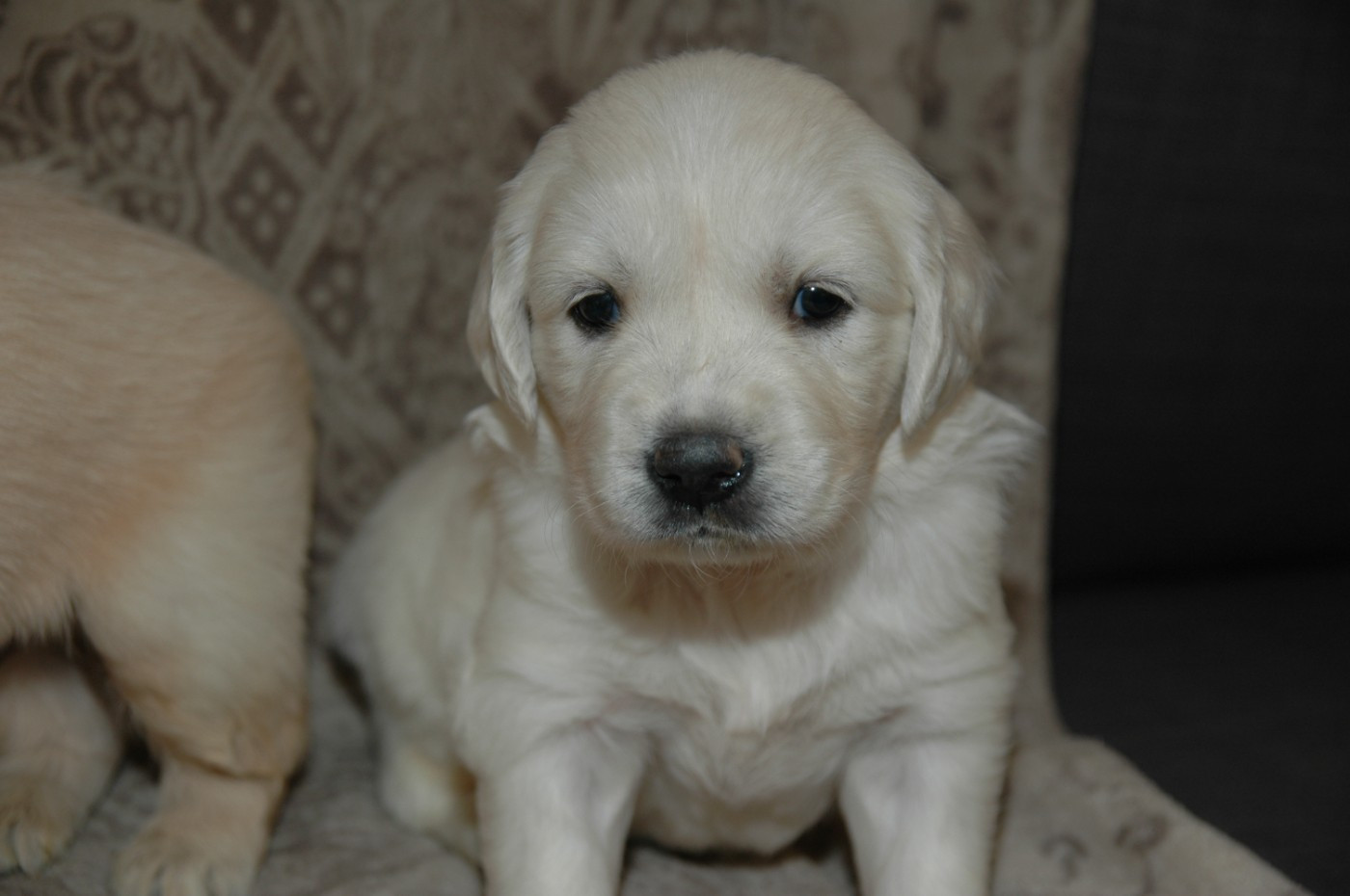 de la pinkinerie - Chiots disponibles - Golden Retriever
