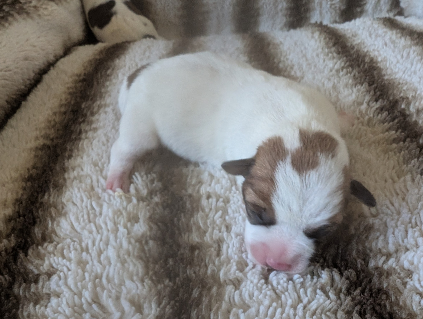 Chiot Jack Russell Terrier de la pinkinerie