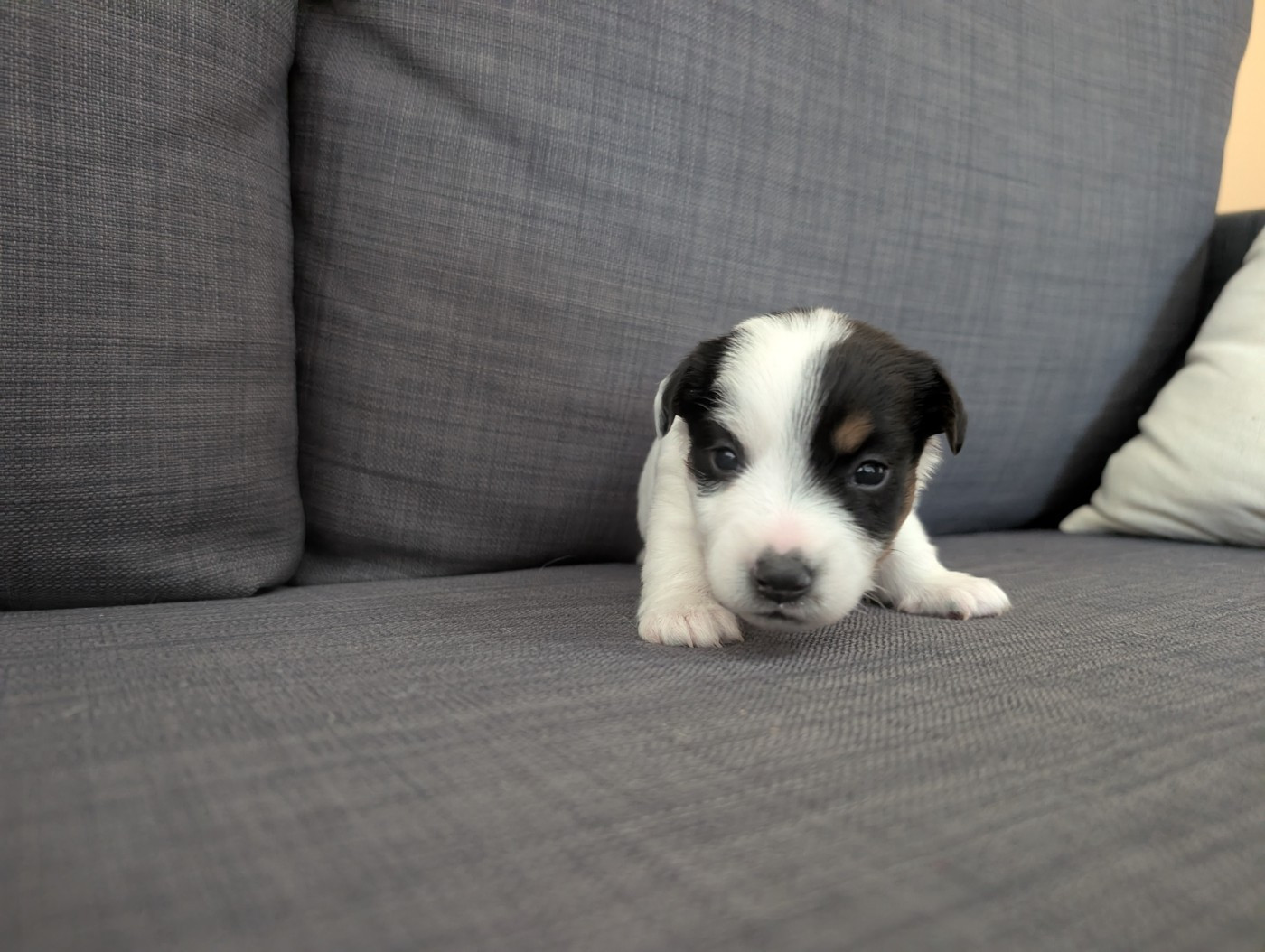 de la pinkinerie - Chiots disponibles - Jack Russell Terrier