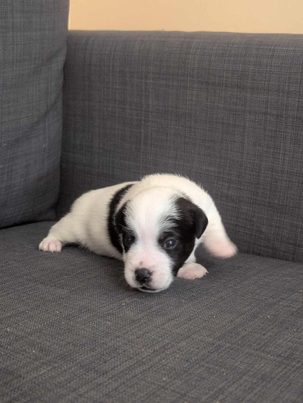de la pinkinerie - Chiots disponibles - Jack Russell Terrier