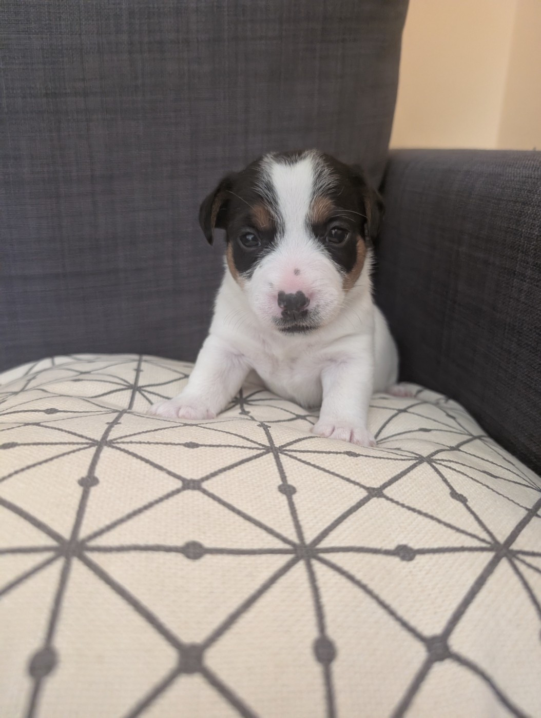 de la pinkinerie - Chiots disponibles - Jack Russell Terrier