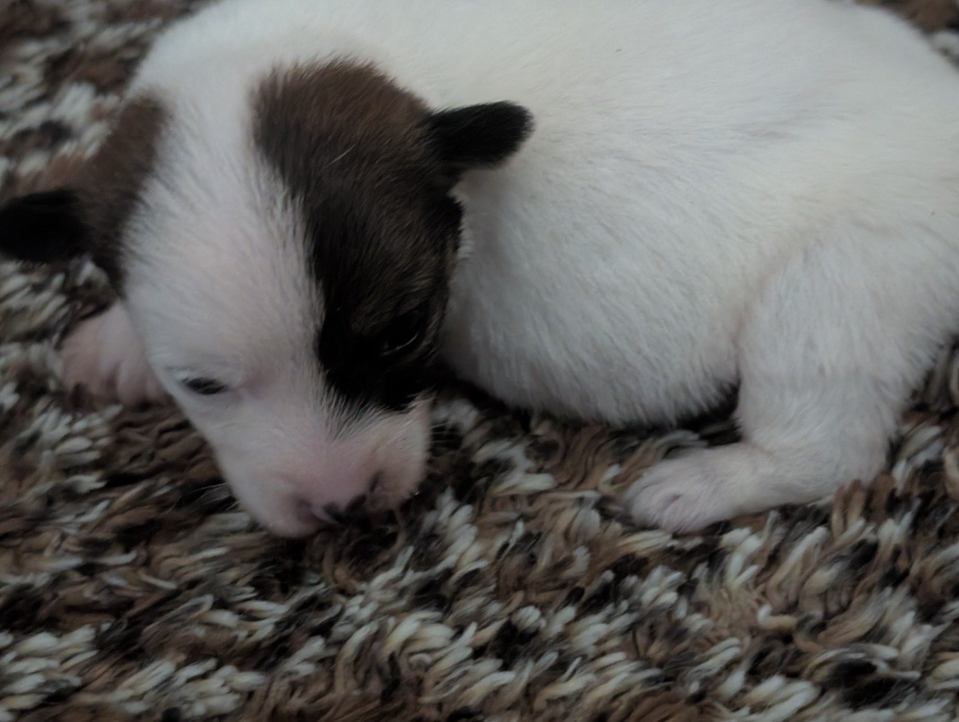 de la pinkinerie - Chiots disponibles - Jack Russell Terrier