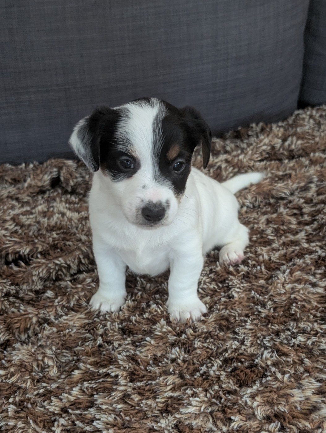 de la pinkinerie - Chiots disponibles - Jack Russell Terrier