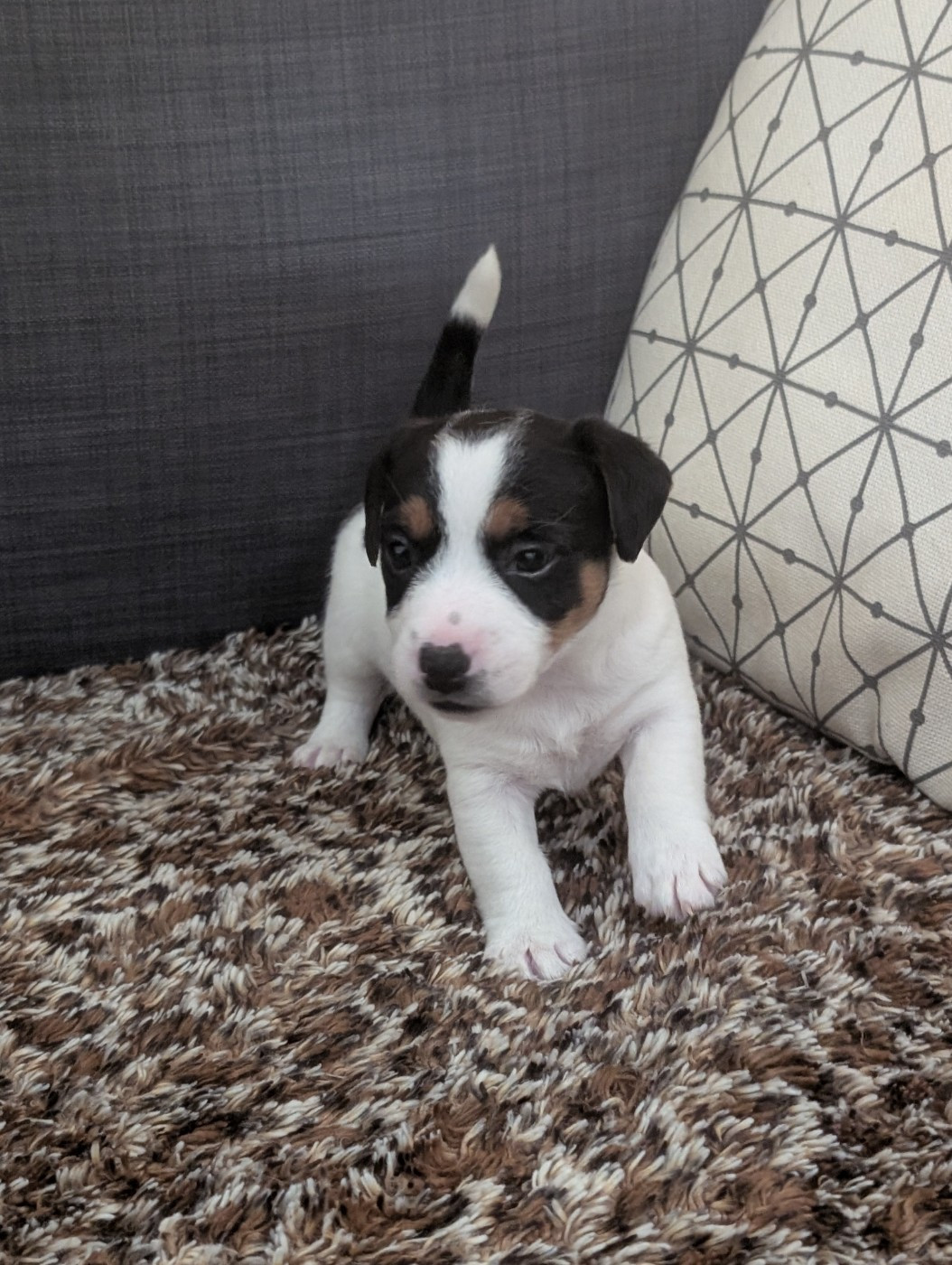 de la pinkinerie - Chiots disponibles - Jack Russell Terrier