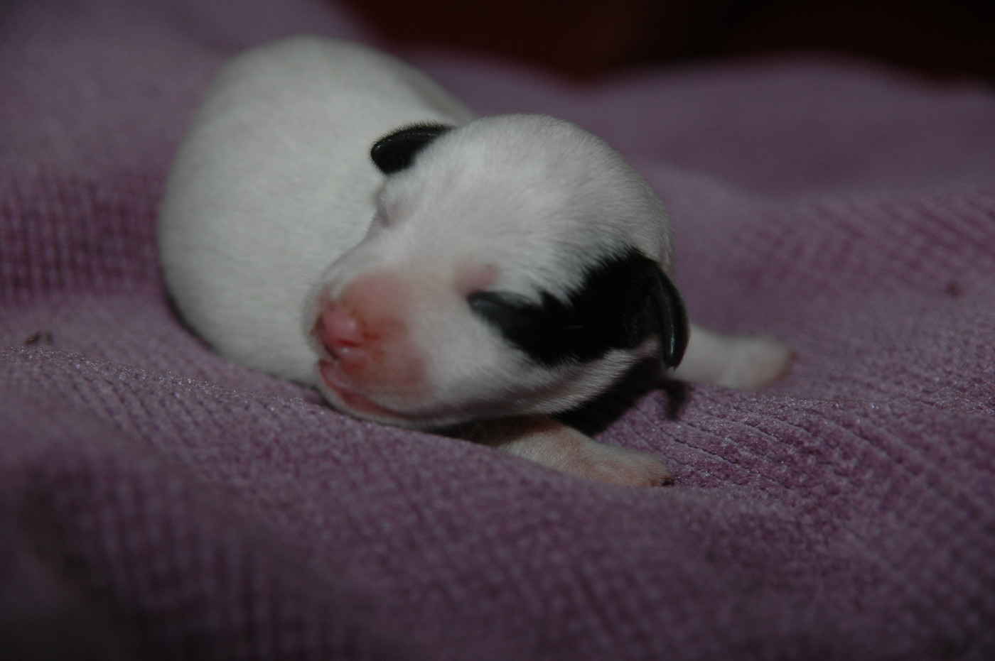 Chiot Jack Russell Terrier de la pinkinerie