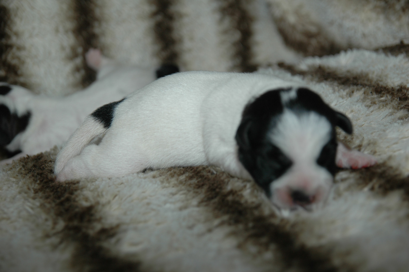 de la pinkinerie - Chiots disponibles - Jack Russell Terrier