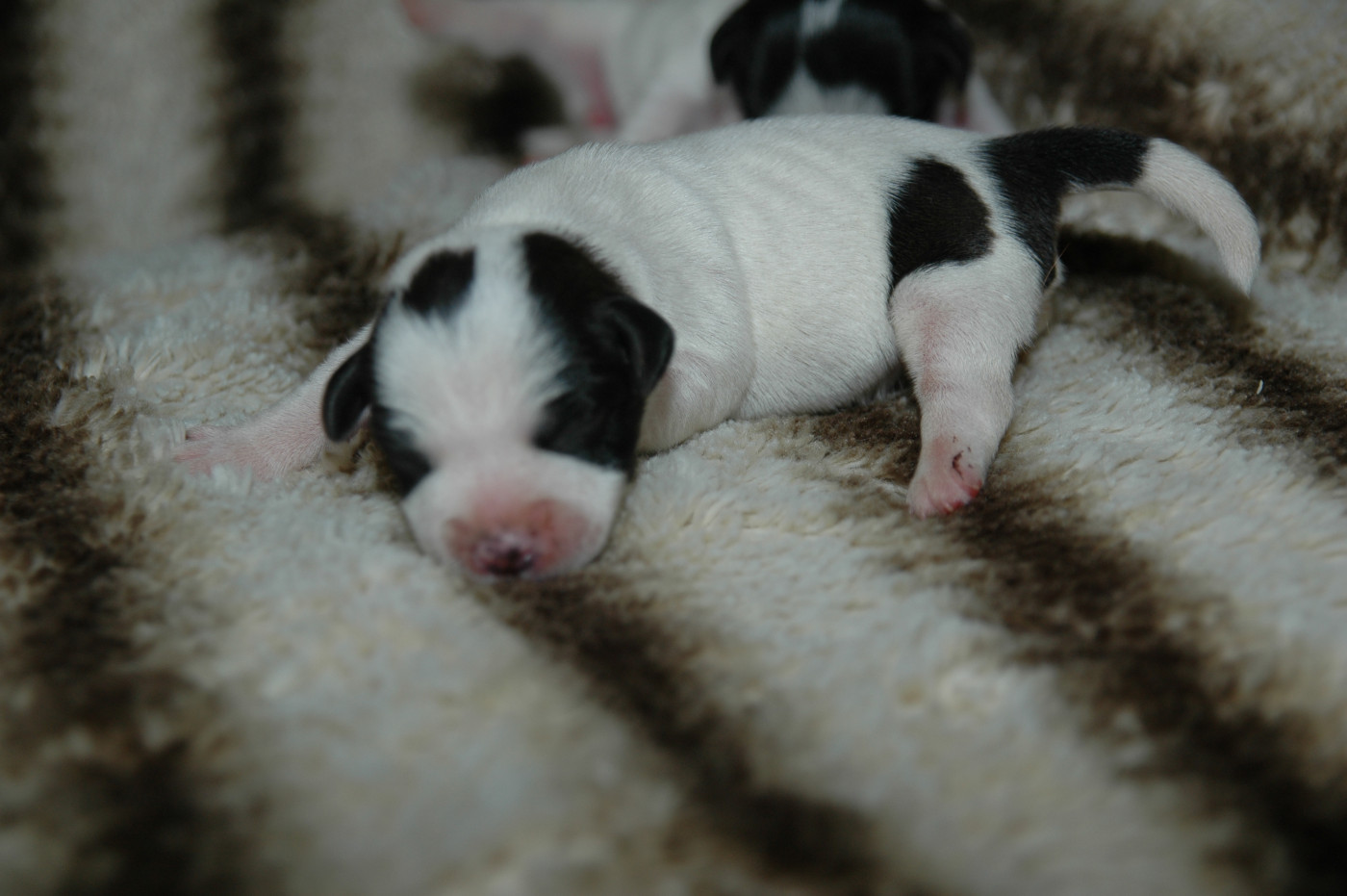 de la pinkinerie - Chiots disponibles - Jack Russell Terrier