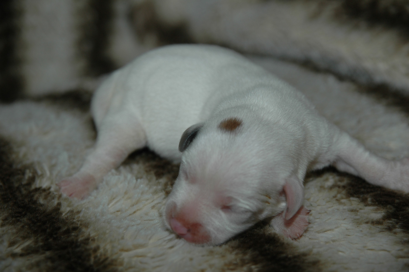 de la pinkinerie - Chiots disponibles - Jack Russell Terrier