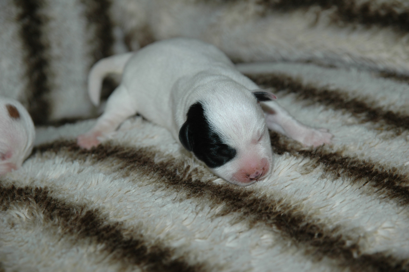 de la pinkinerie - Chiots disponibles - Jack Russell Terrier