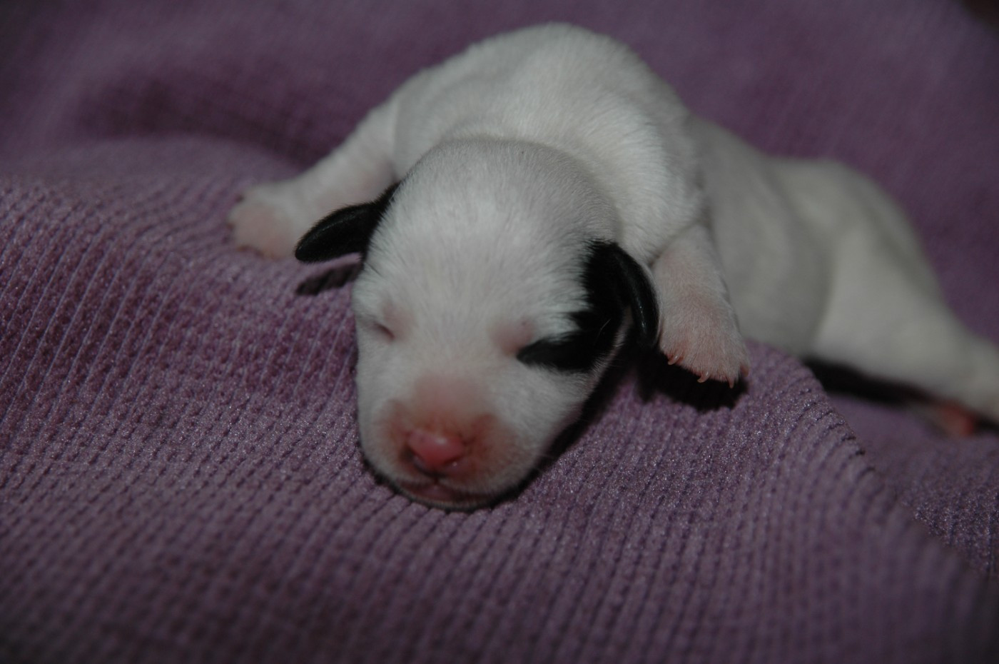 de la pinkinerie - Chiots disponibles - Jack Russell Terrier