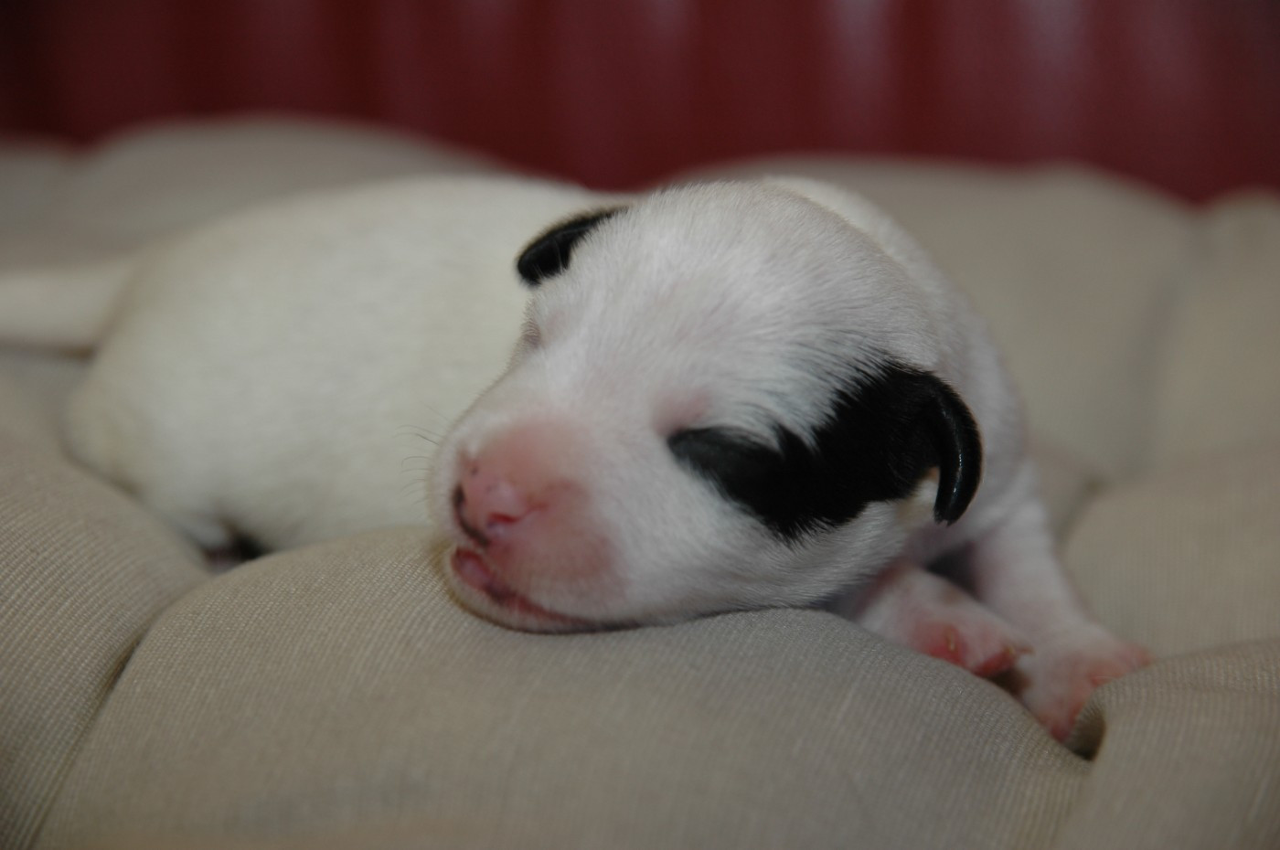de la pinkinerie - Chiots disponibles - Jack Russell Terrier