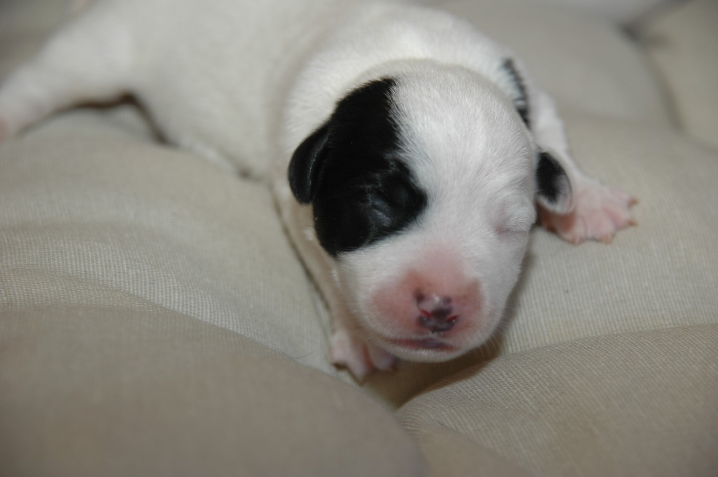de la pinkinerie - Chiots disponibles - Jack Russell Terrier