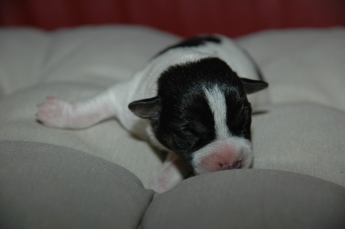 de la pinkinerie - Chiots disponibles - Jack Russell Terrier