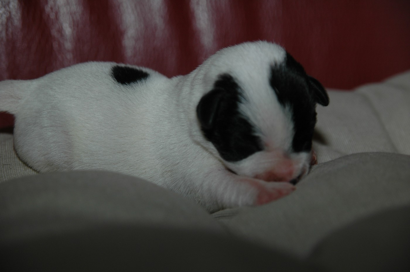 de la pinkinerie - Chiots disponibles - Jack Russell Terrier