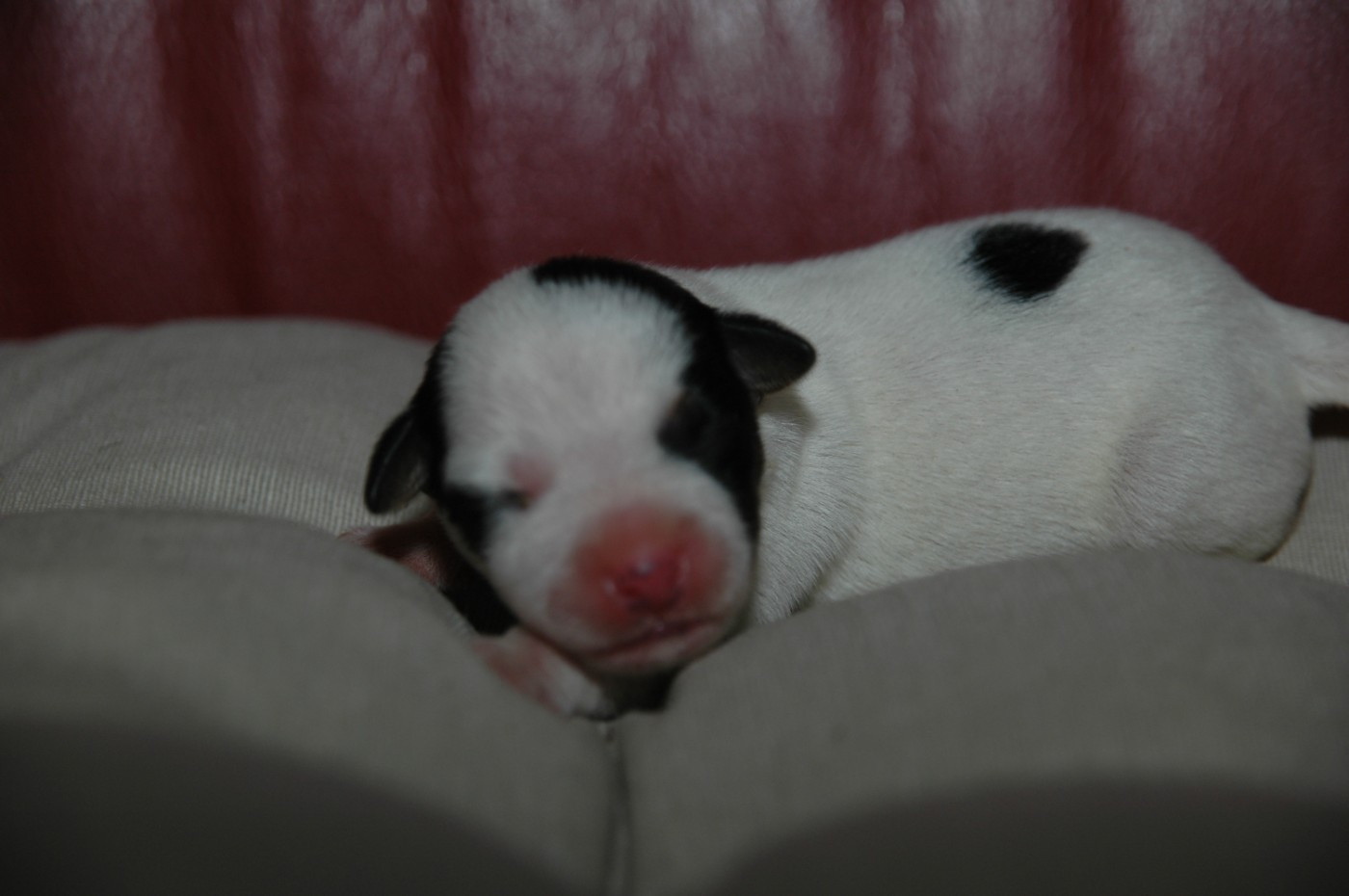 de la pinkinerie - Chiots disponibles - Jack Russell Terrier
