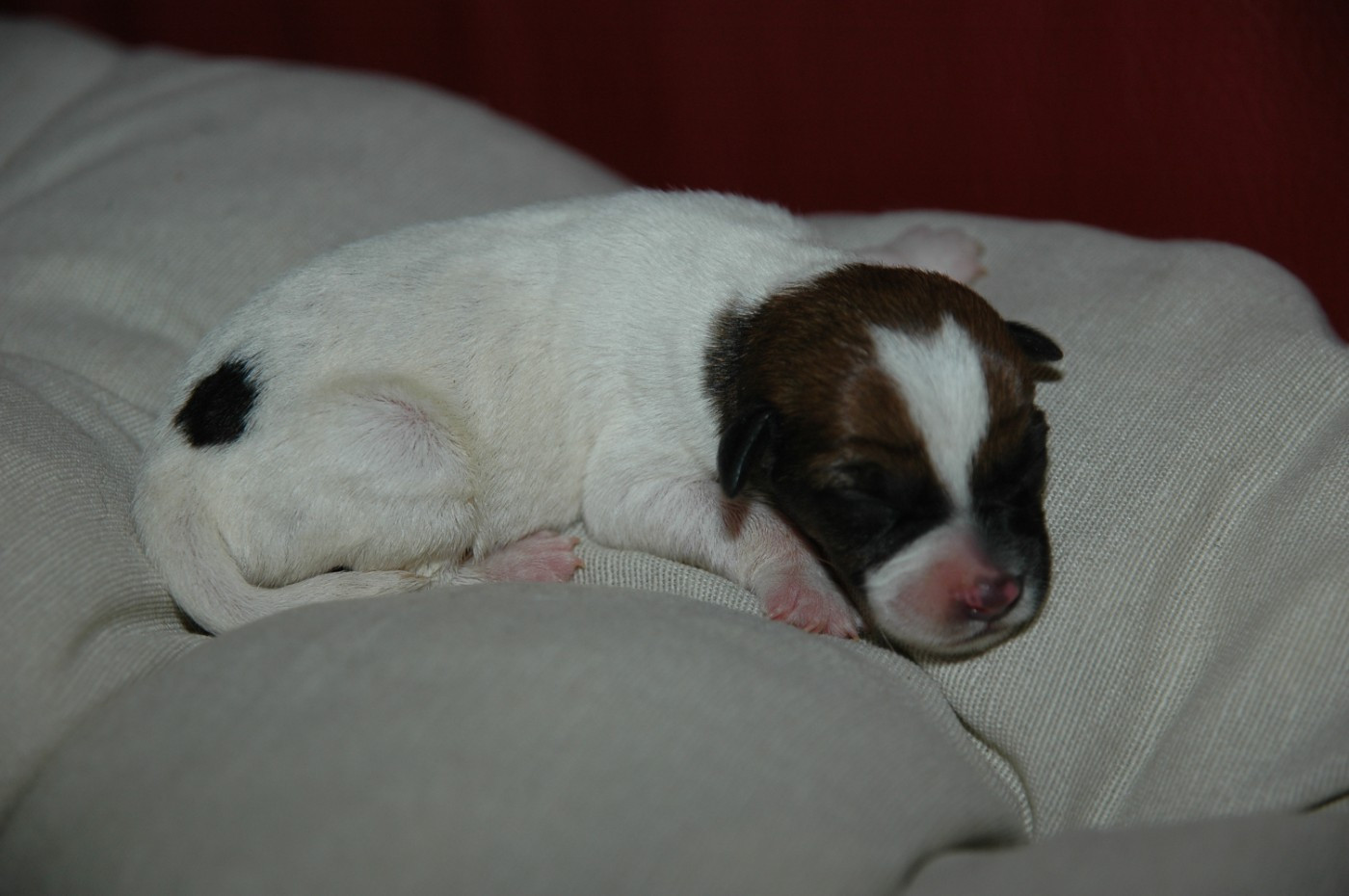 de la pinkinerie - Chiots disponibles - Jack Russell Terrier