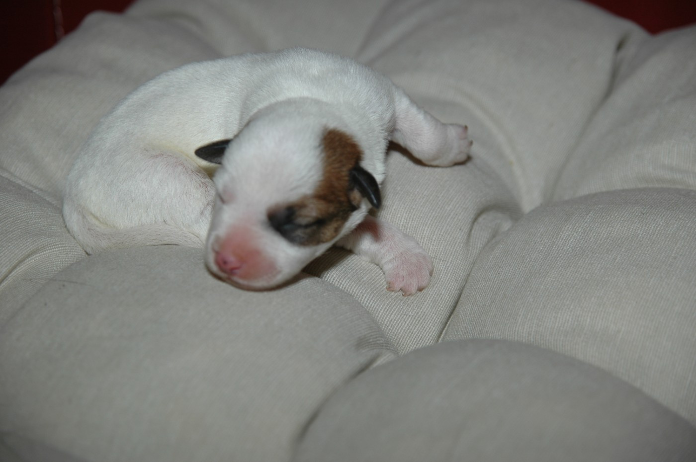 de la pinkinerie - Chiots disponibles - Jack Russell Terrier