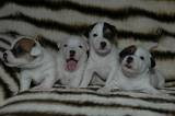 Chiot Jack Russell Terrier de la pinkinerie