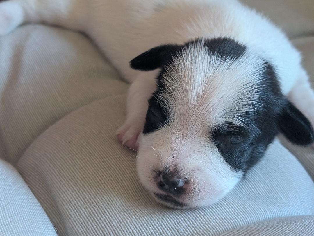 de la pinkinerie - Chiots disponibles - Jack Russell Terrier
