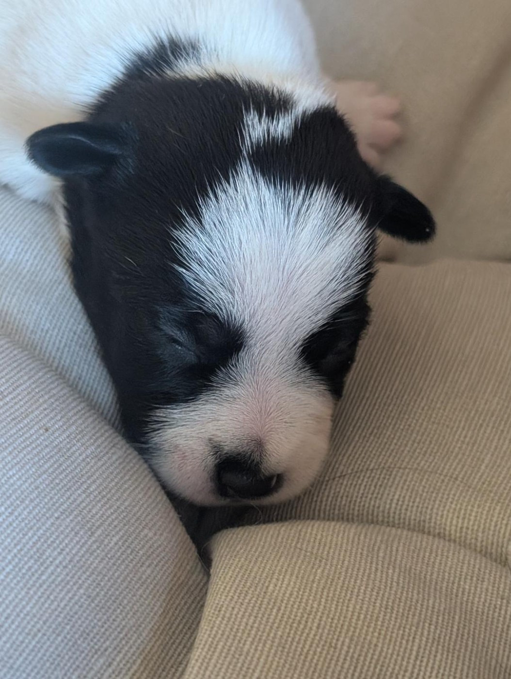 de la pinkinerie - Chiots disponibles - Jack Russell Terrier