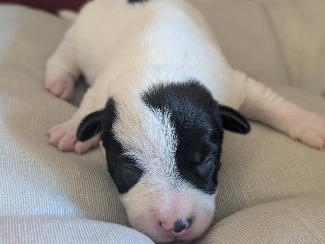 de la pinkinerie - Chiots disponibles - Jack Russell Terrier