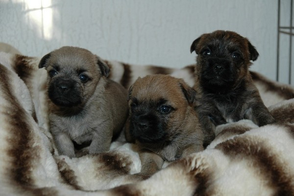de la pinkinerie - Chiots disponibles - Cairn Terrier