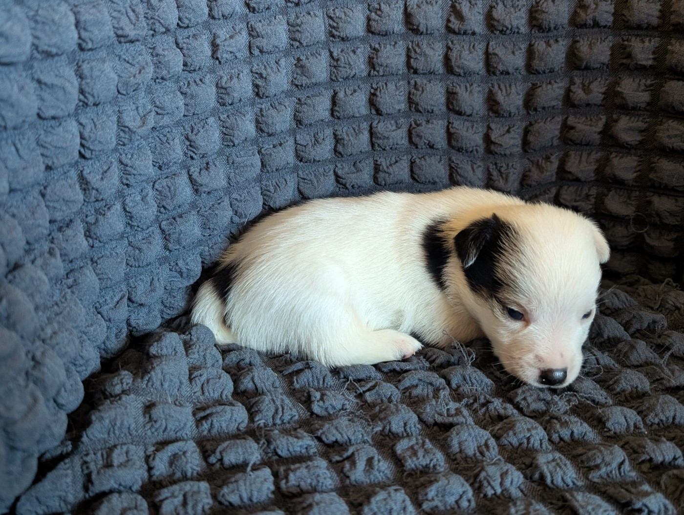 de la pinkinerie - Chiots disponibles - Jack Russell Terrier