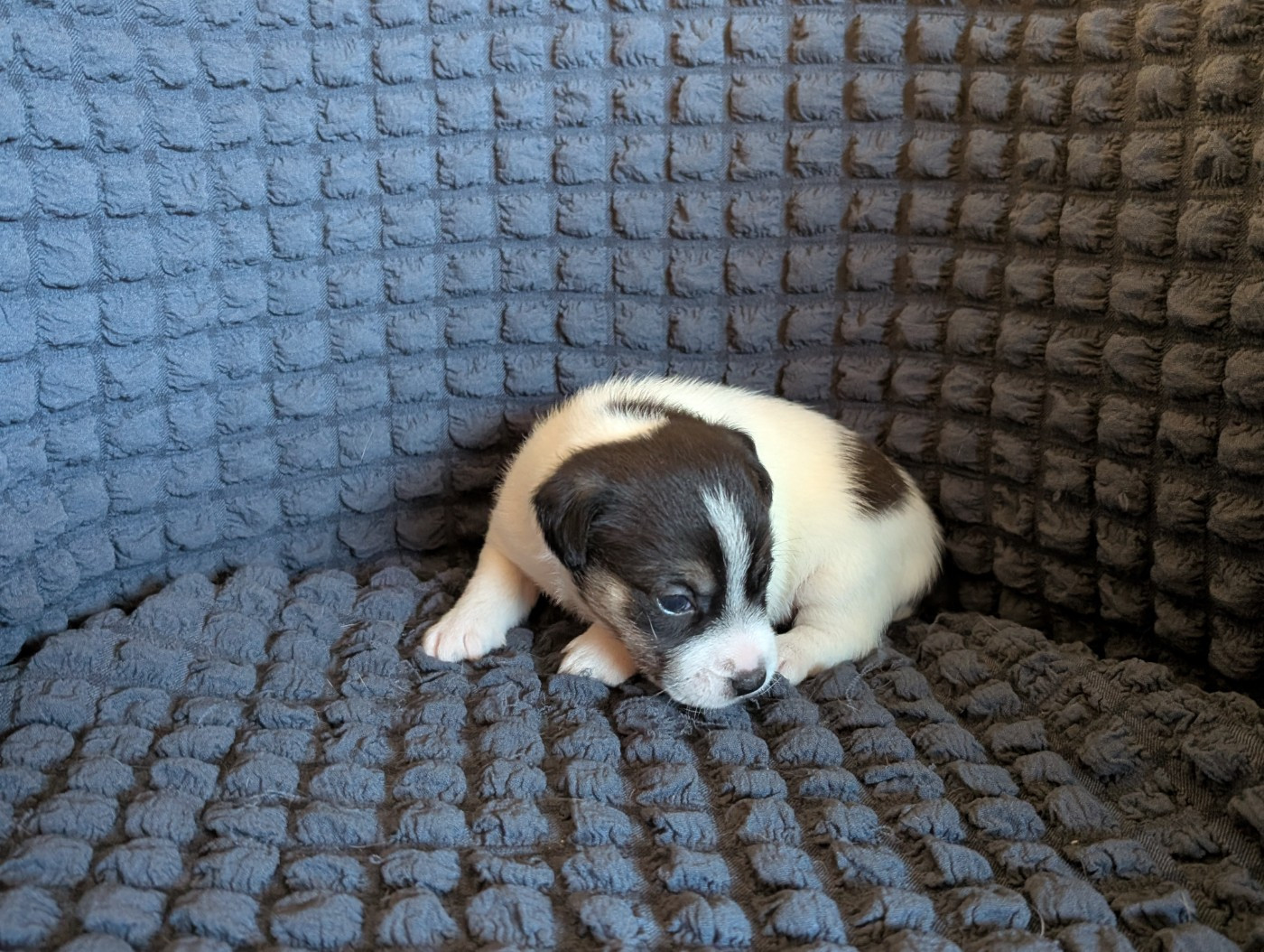de la pinkinerie - Chiots disponibles - Jack Russell Terrier