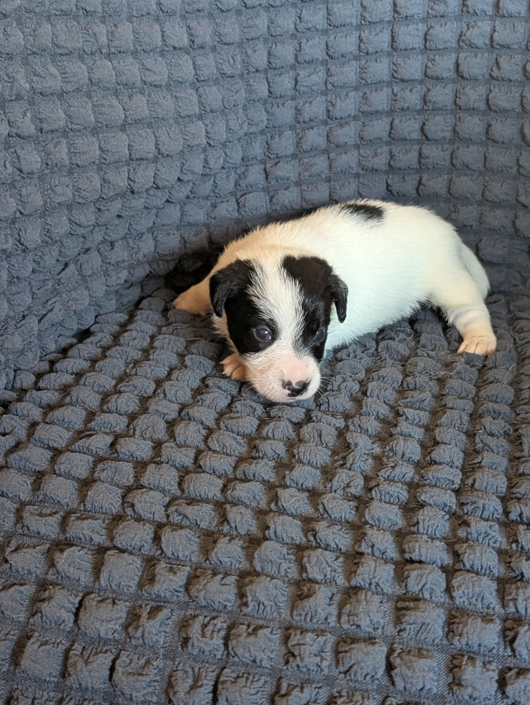 de la pinkinerie - Chiots disponibles - Jack Russell Terrier