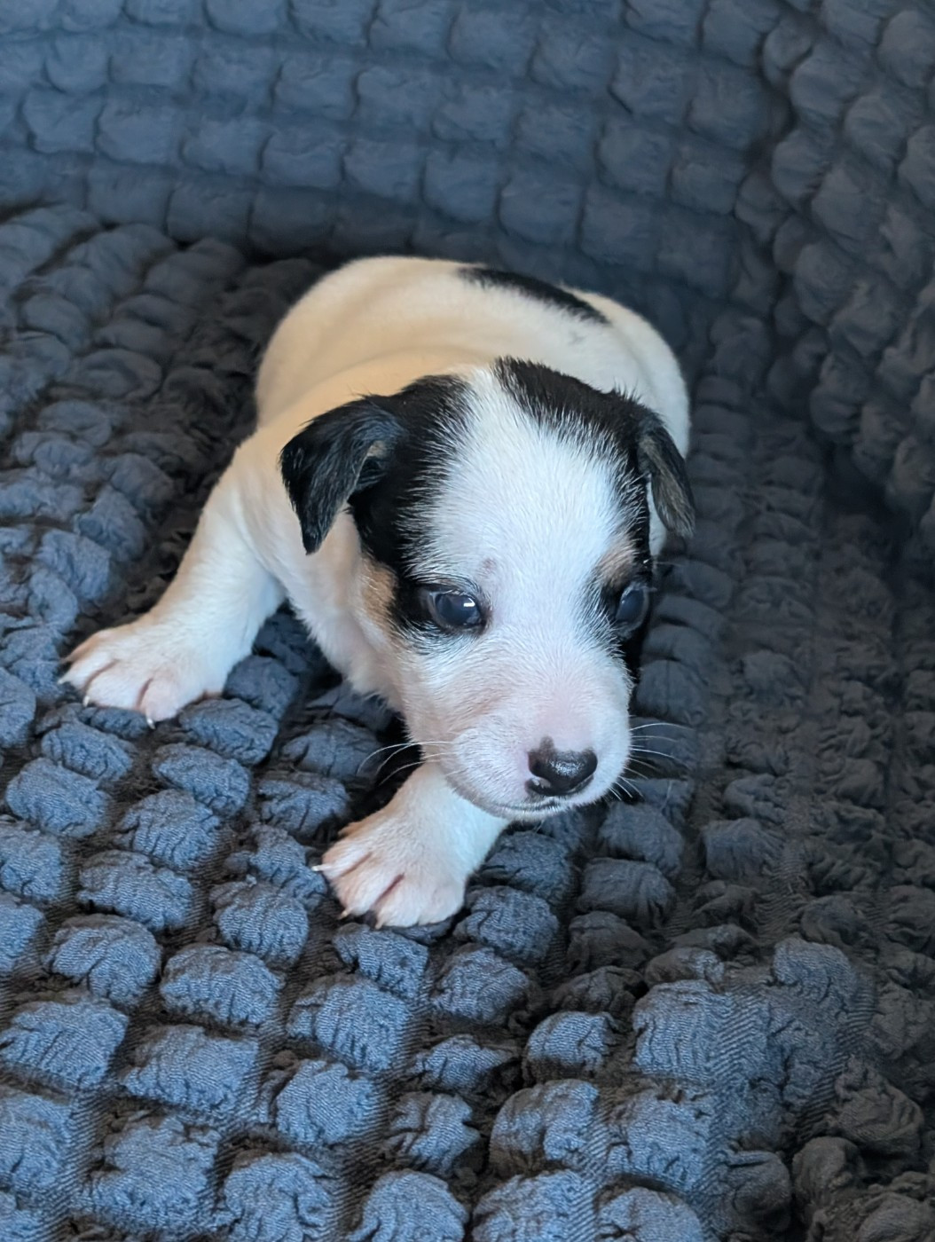 de la pinkinerie - Chiots disponibles - Jack Russell Terrier