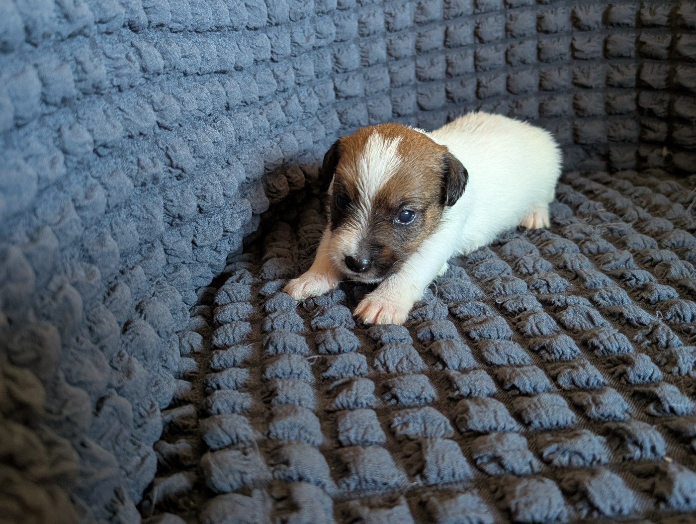 de la pinkinerie - Chiots disponibles - Jack Russell Terrier