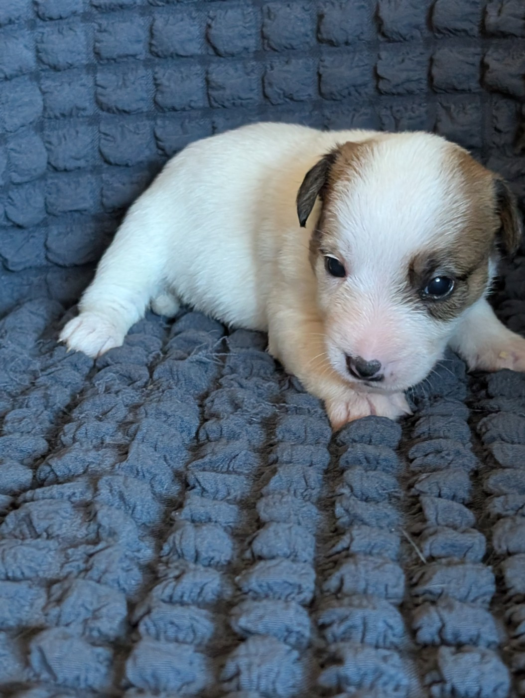 de la pinkinerie - Chiots disponibles - Jack Russell Terrier