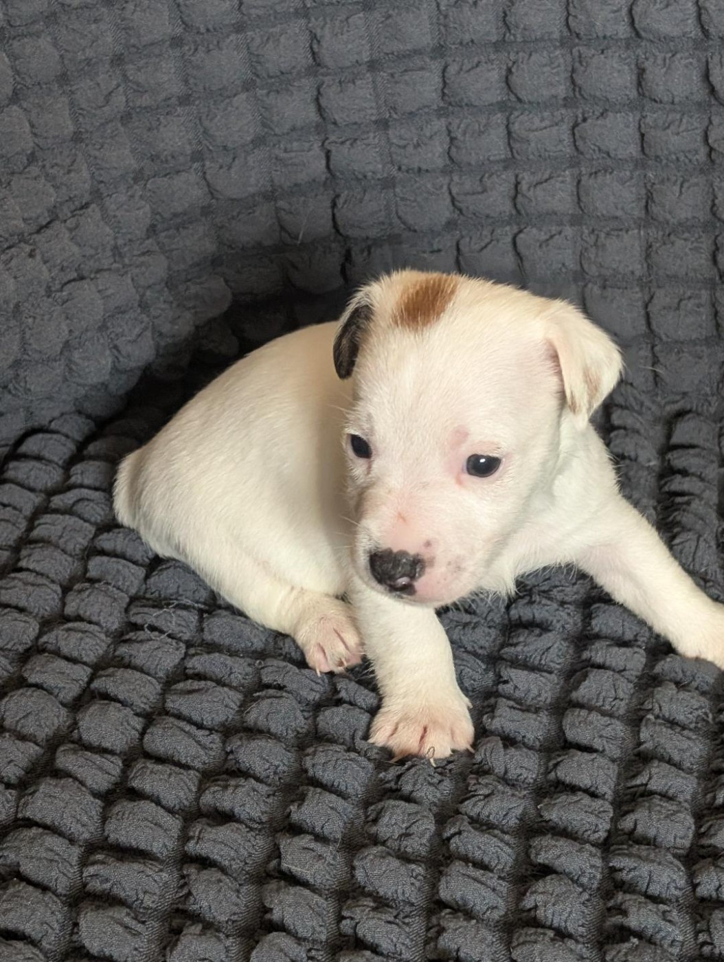 de la pinkinerie - Chiots disponibles - Jack Russell Terrier