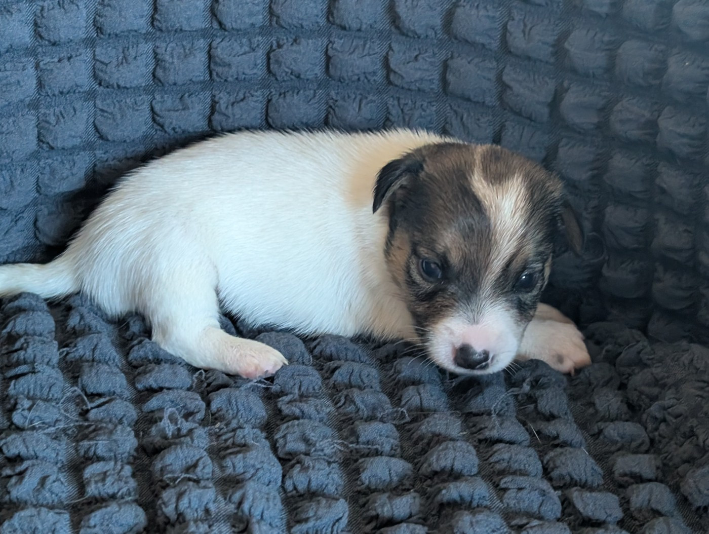 de la pinkinerie - Chiots disponibles - Jack Russell Terrier