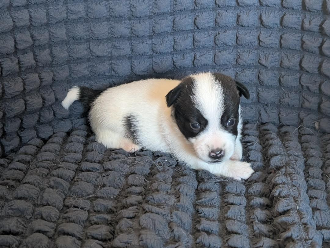 de la pinkinerie - Chiots disponibles - Jack Russell Terrier