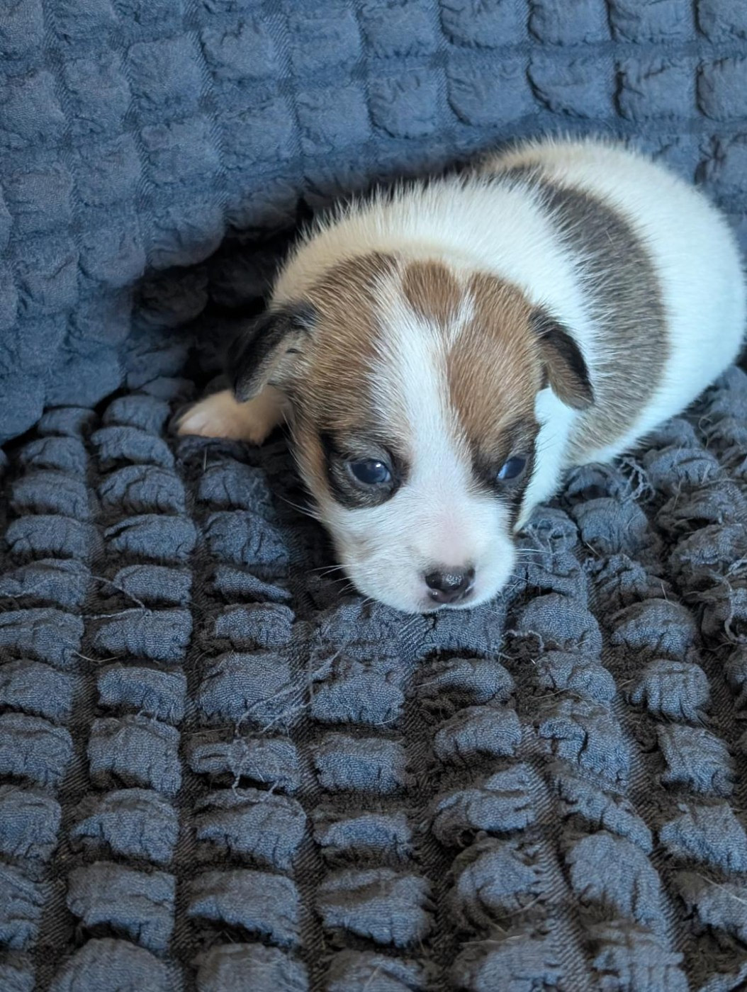 de la pinkinerie - Chiots disponibles - Jack Russell Terrier