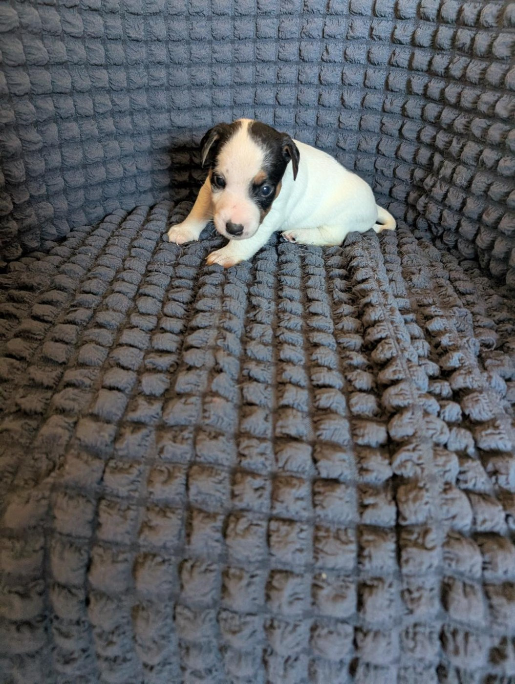 de la pinkinerie - Chiots disponibles - Jack Russell Terrier