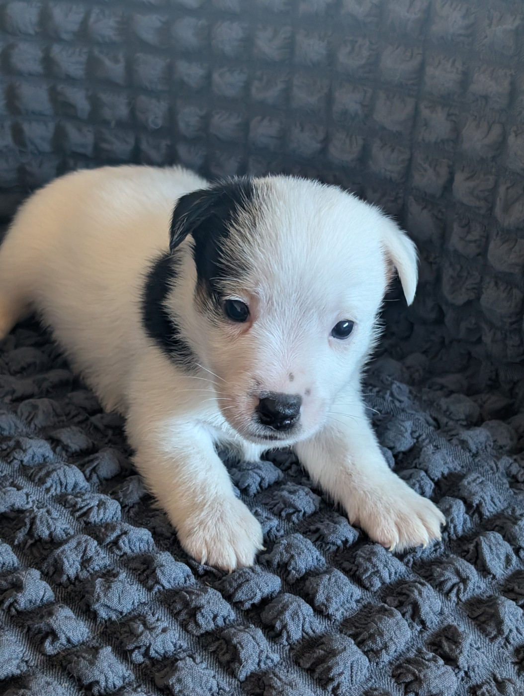 de la pinkinerie - Chiots disponibles - Jack Russell Terrier