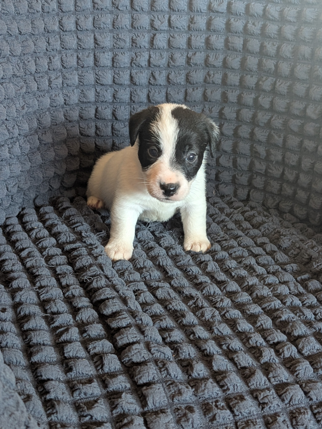 de la pinkinerie - Chiots disponibles - Jack Russell Terrier