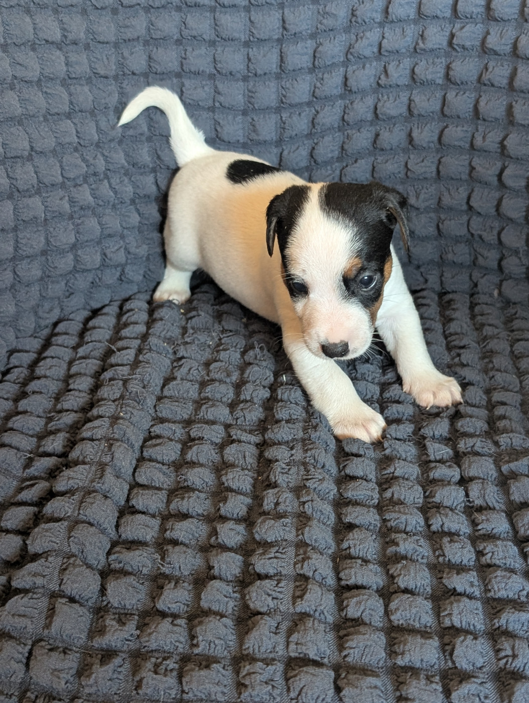 de la pinkinerie - Chiots disponibles - Jack Russell Terrier