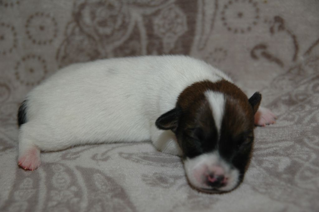 de la pinkinerie - Chiots disponibles - Jack Russell Terrier
